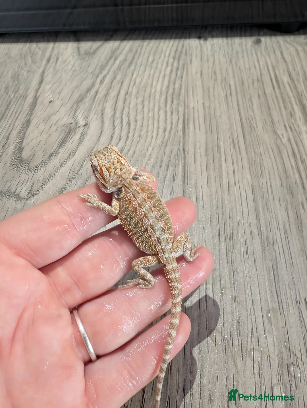 Bearded Dragon reptiles for sale: Baby bearded dragons  - Advert 1