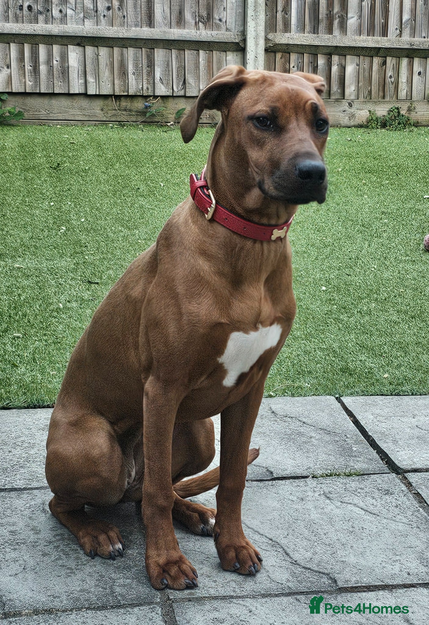 Rhodesian Ridgeback dogs Beautiful , healthy female Rhodesian Ridgeback  - Advert 10
