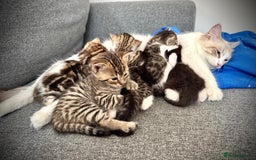 Ragdoll cats for sale: 🌟 Ragdoll x Bengal – Exquisite Baby Kittens 🌟 - Image 23