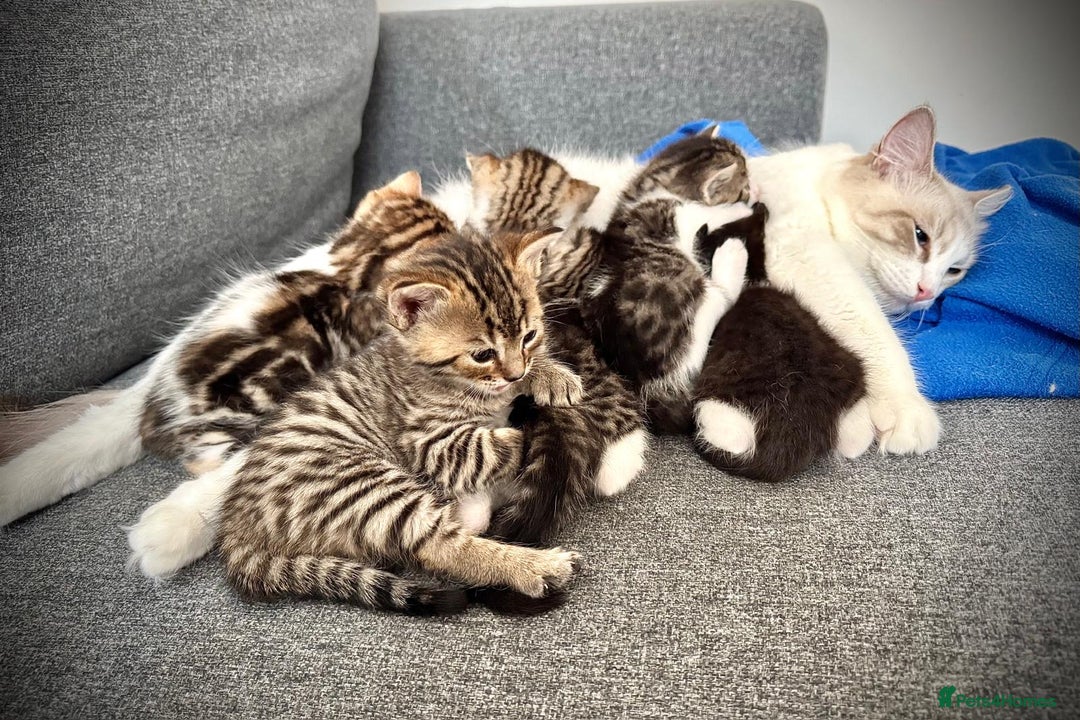 Ragdoll cats for sale: 🌟 Ragdoll x Bengal – Exquisite Baby Kittens 🌟 - Image 23