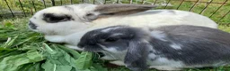 Mini Lop rabbits for sale: rabbit babies for sale in Swansea - Advert 6