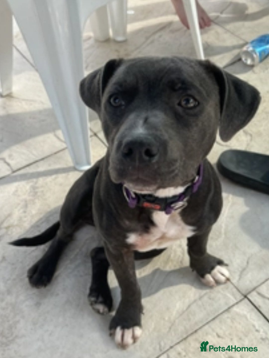 Staffordshire Bull Terrier dogs for sale: Staffordshire Bull Terrier female - Image 3