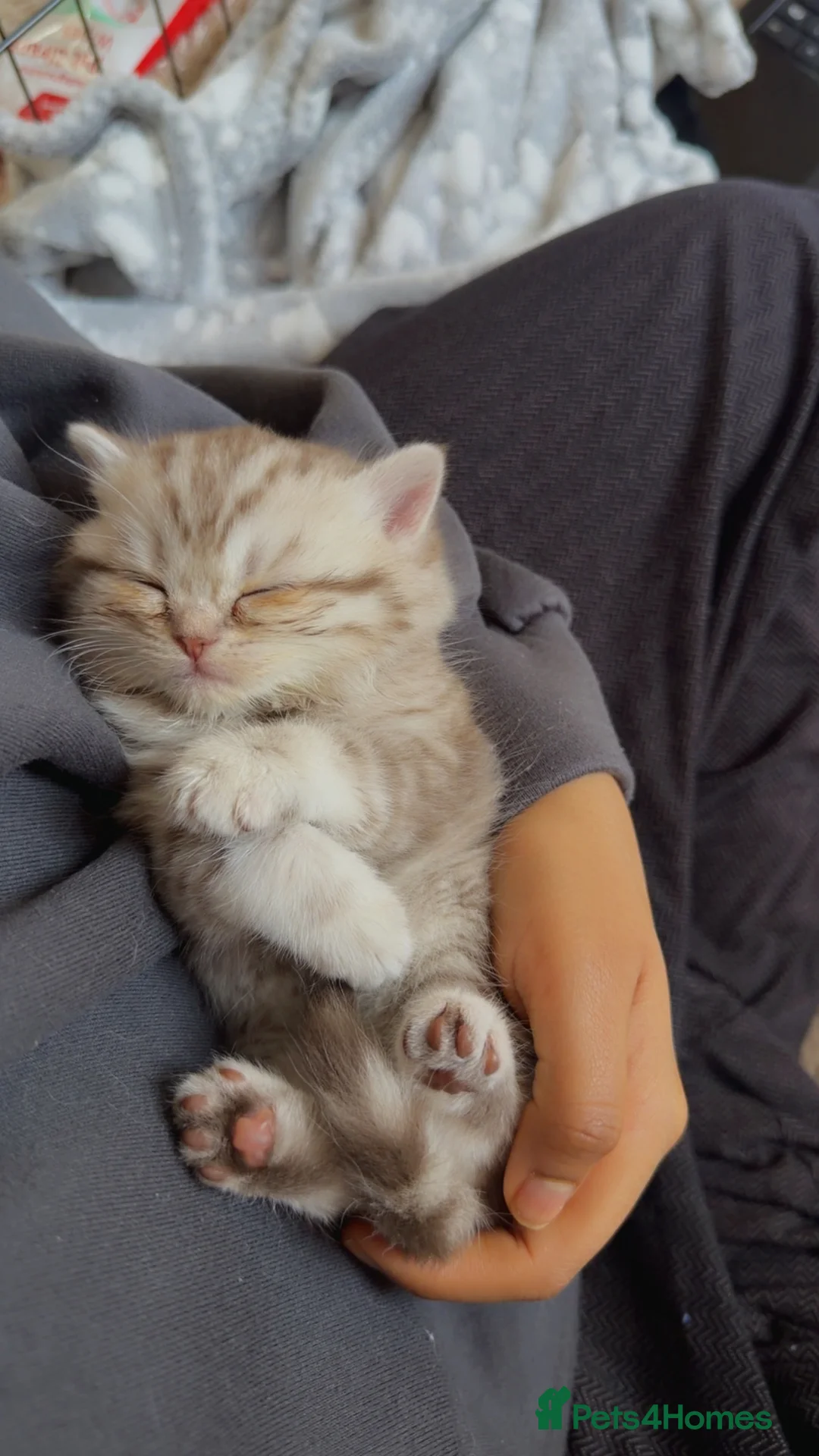 British Shorthair cats for sale: Beautiful British shorthair  - Advert 7