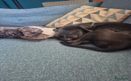 Mixed Breed dogs for sale: 13 week old labrador doberman puppy  - Image 1