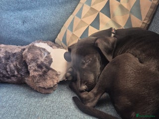 Mixed Breed dogs for sale - Advert 1