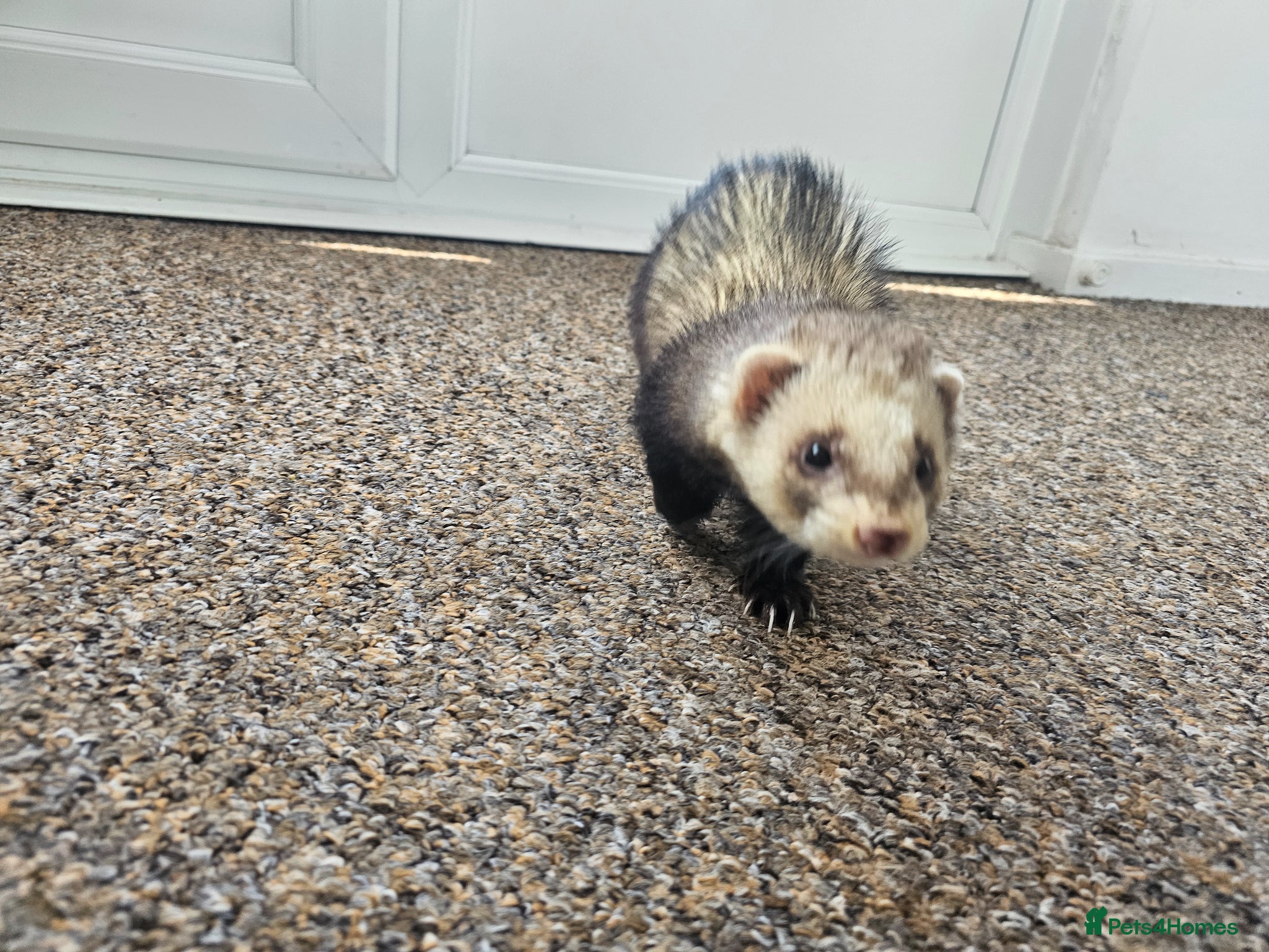 Ferret rodents 1/2 year hob i believe un neutered. - Advert 1