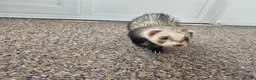 Ferret rodents for sale: 1/2 year hob i believe un neutered. in Milton Keynes - Advert 1