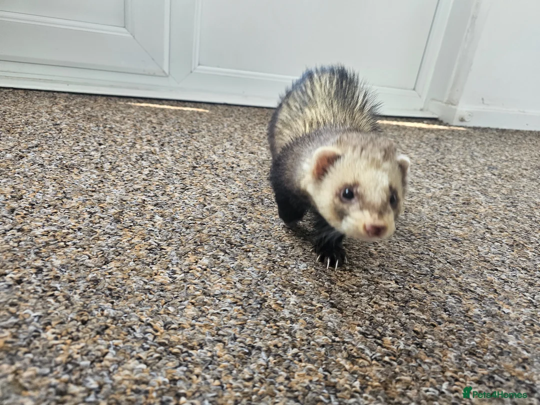 Ferret rodents for sale: 1/2 year hob i believe un neutered. in Milton Keynes - Advert 1