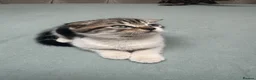 Scottish Fold cats for sale: Scottish Fold x American Wirehair Kittens - Advert 9