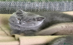 British Shorthair cats for sale: Beautiful British Shorthair kittens - Image 10