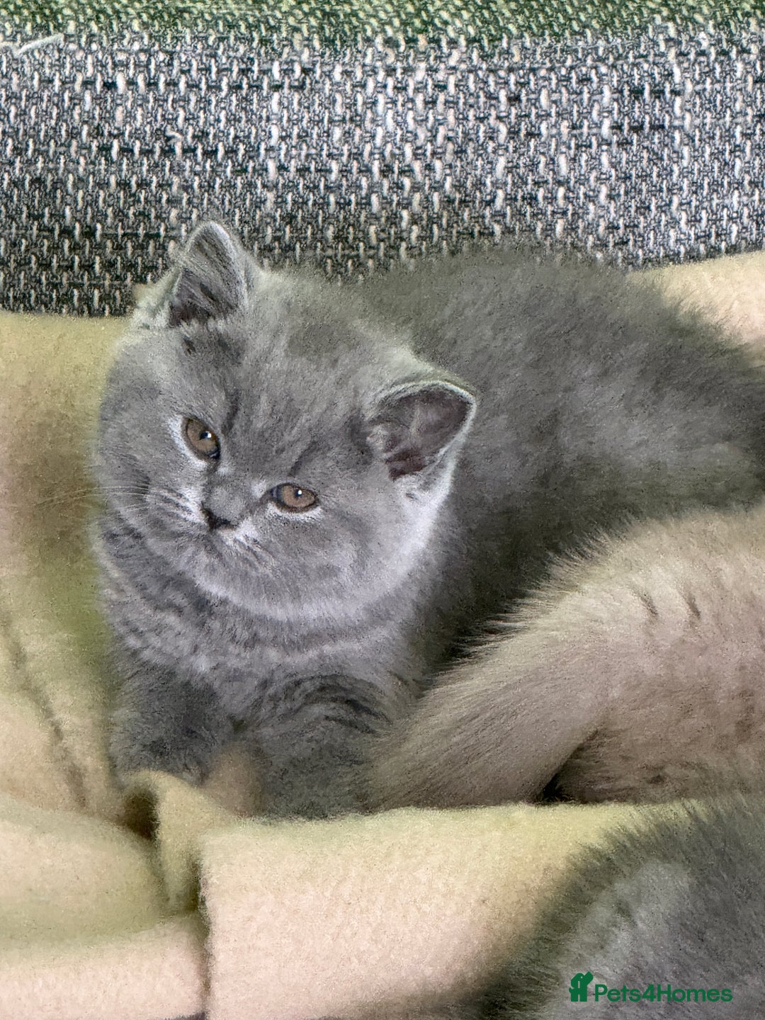 British Shorthair cats for sale: Beautiful British Shorthair kittens - Image 10