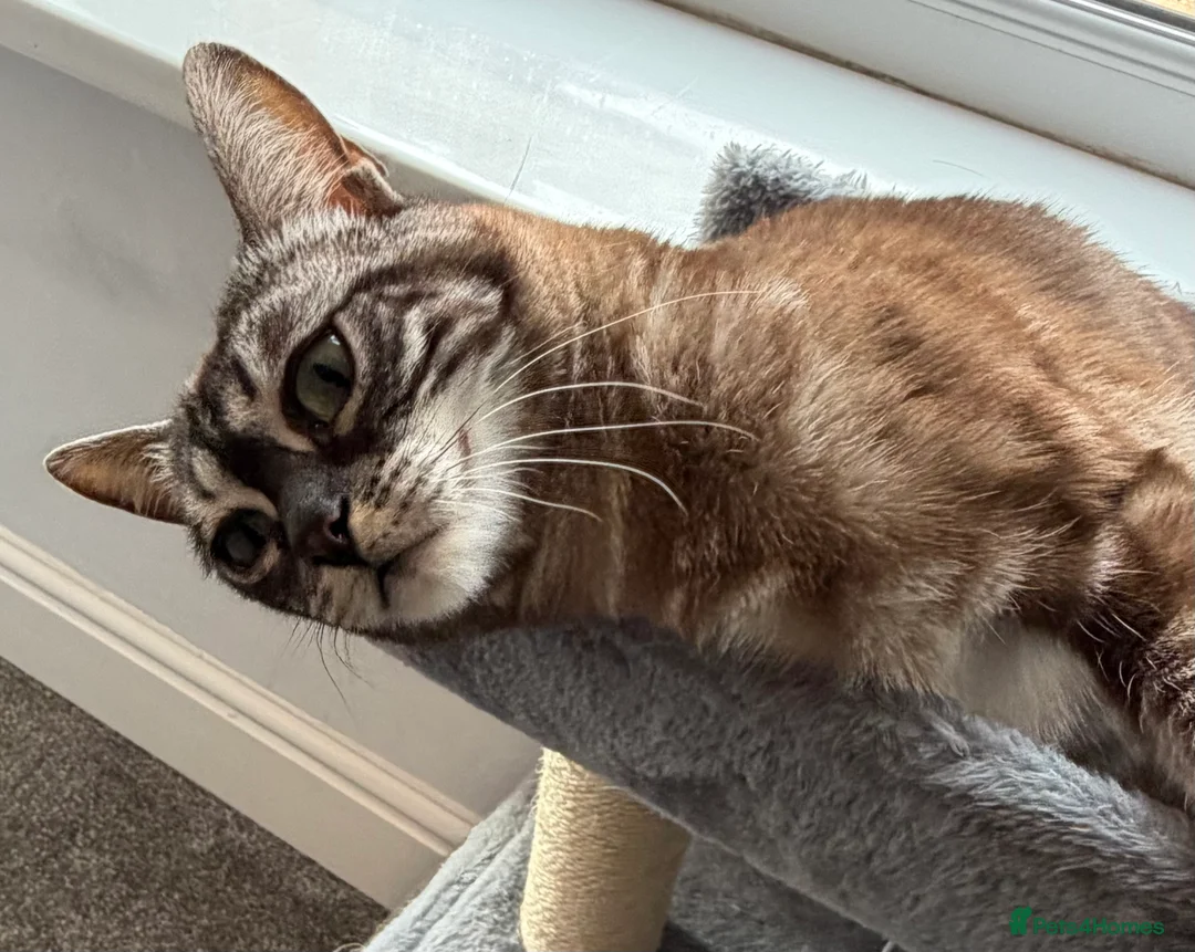 Bengal cats for sale: Bengal Sisters - Advert 5