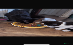 Mixed Breed cats for sale: Kittens need a forever home  - Image 3