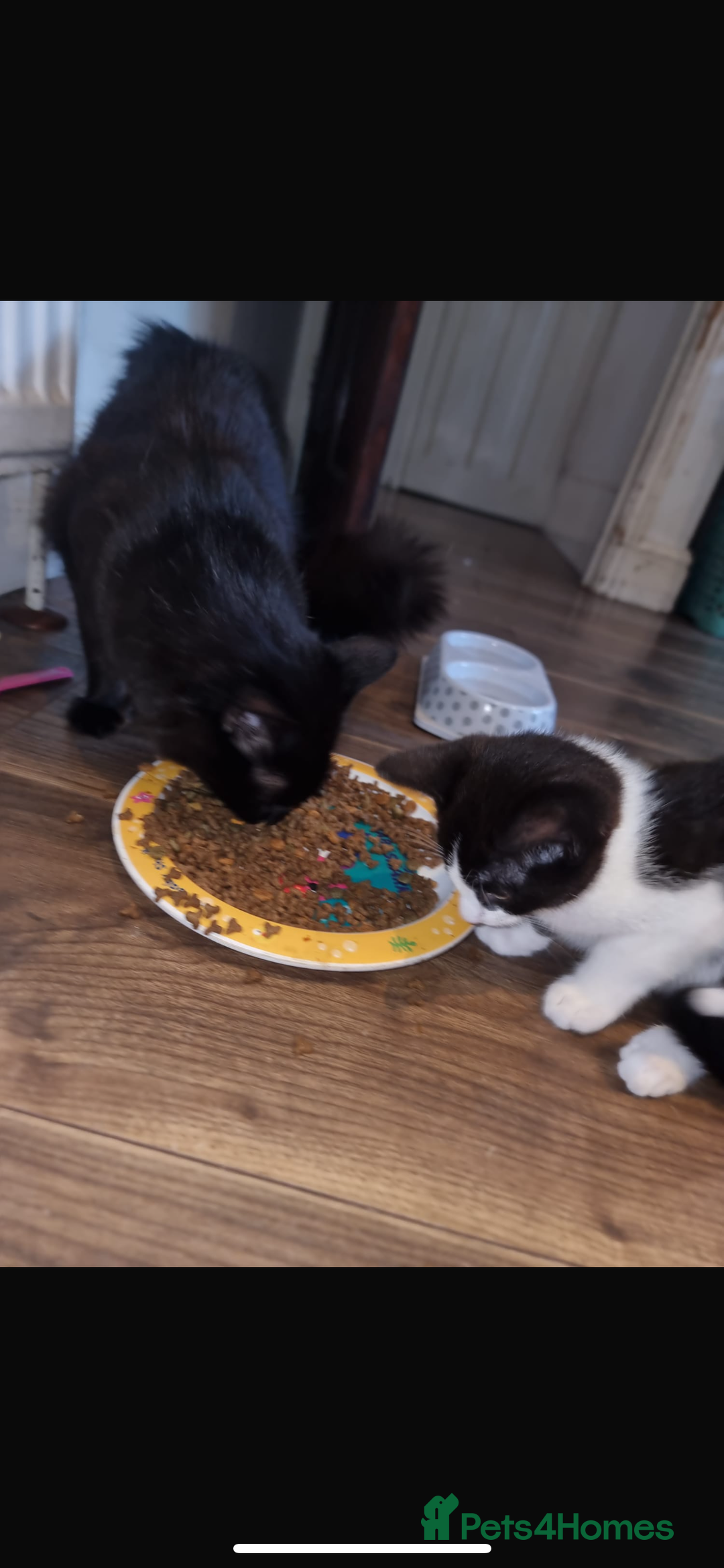Mixed Breed cats for sale: Kittens need a forever home  - Image 3