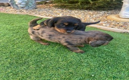 Mixed Breed dogs for sale: Daxipoo puppies - Image 5