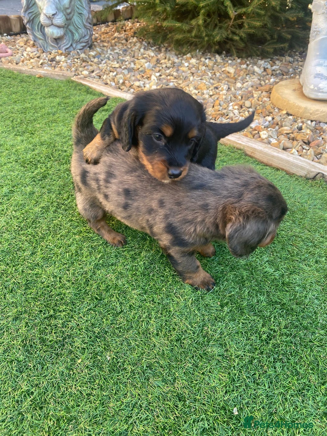 Mixed Breed dogs for sale: Daxipoo puppies - Image 5