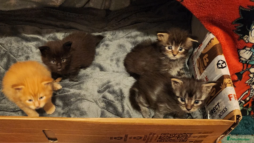 Maine Coon cats for sale: 3 Maine coon kittens for sale in Invergordon - Advert 1