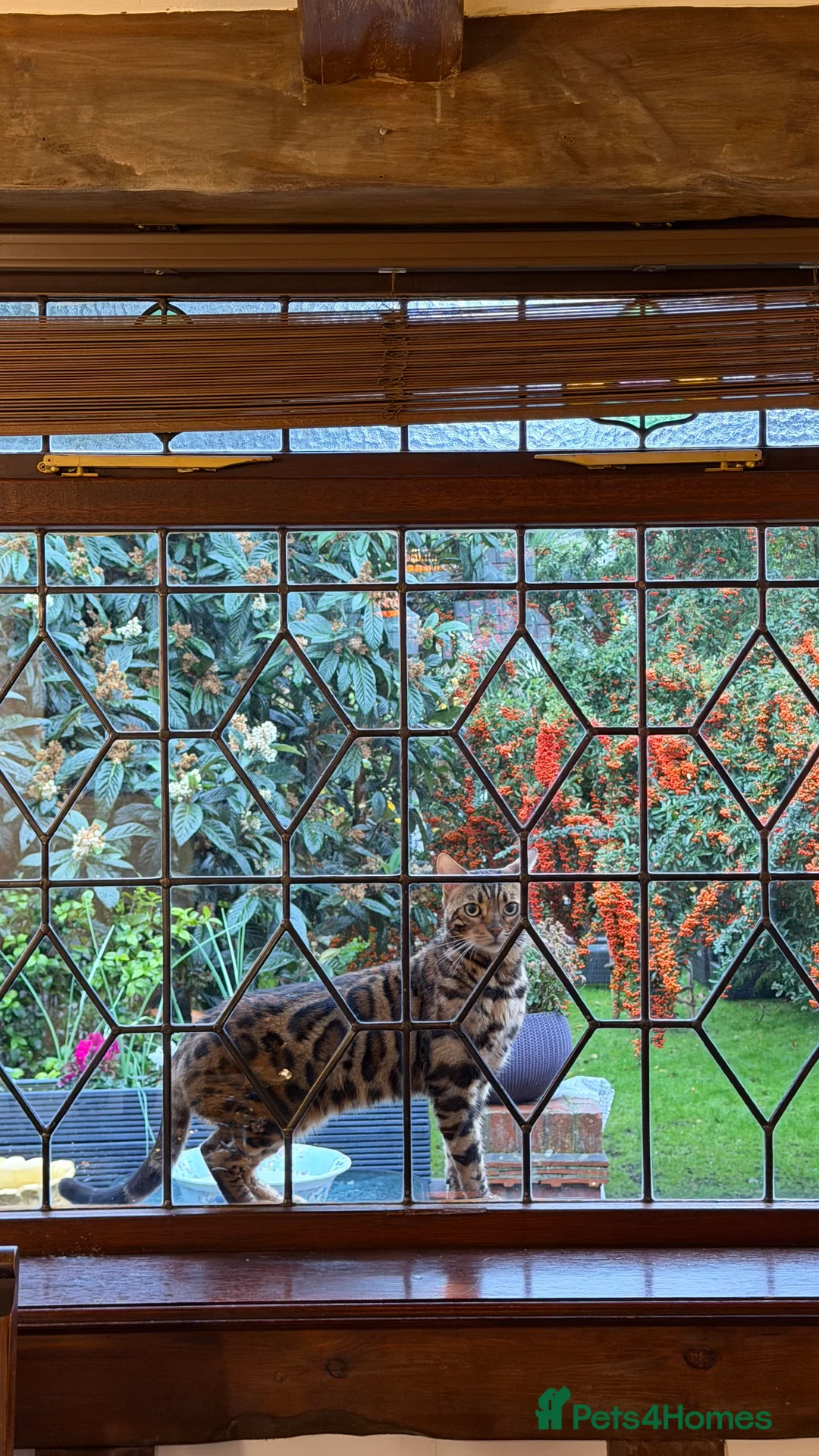 Bengal cats for sale: Looking for a loving forever home for Rusik - Advert 4