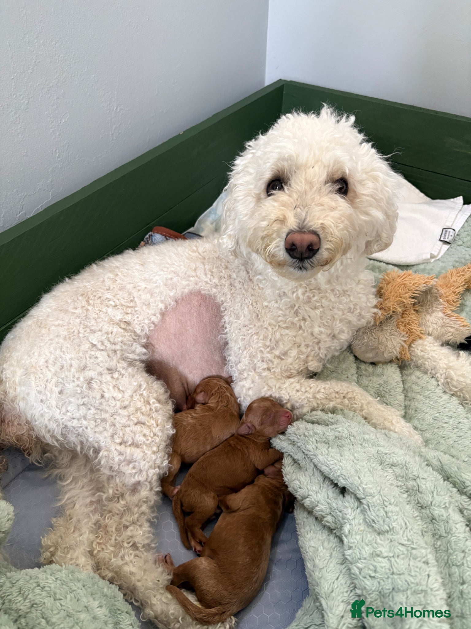 Miniature Poodle dogs for sale: Red Miniature poodle puppy’s 🐩🤍🐾 in Diss - Advert 9