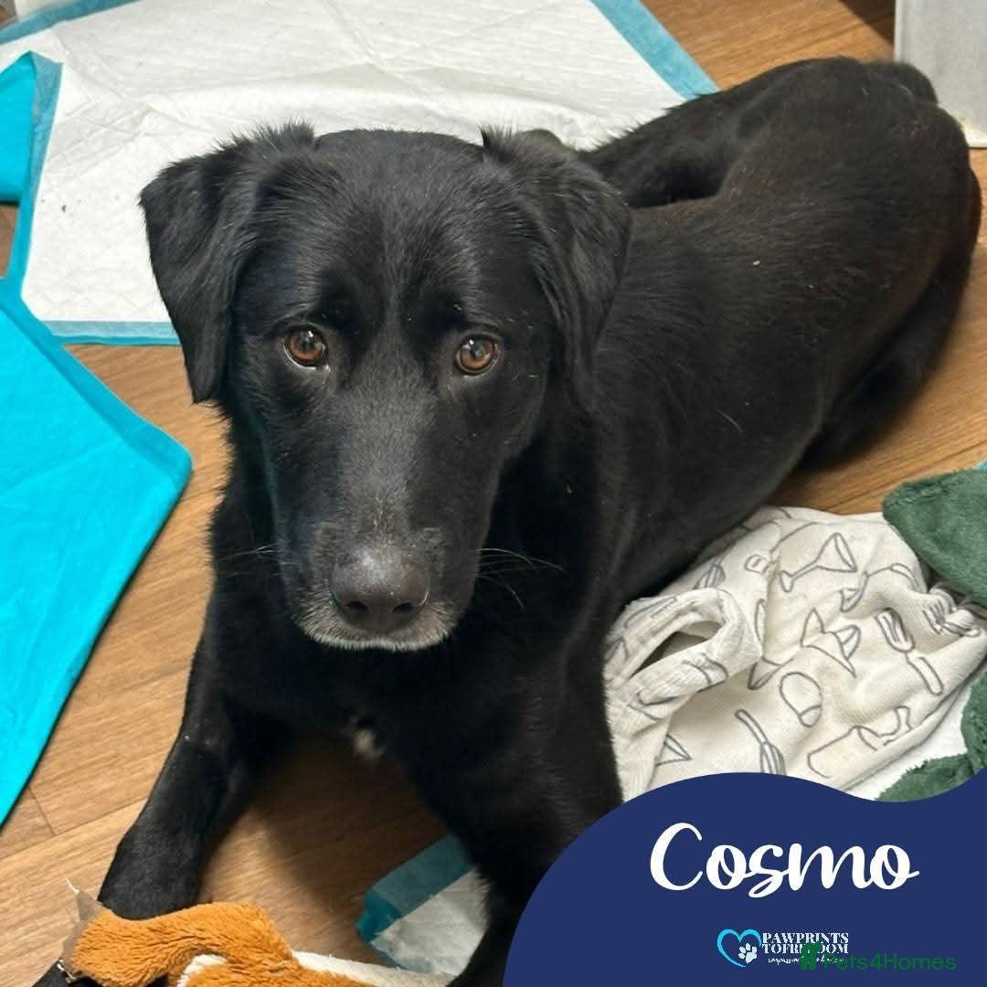 Mixed Breed dogs Meet Cosmo, currently residing in Yorkshire  - Advert 1