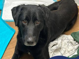 Mixed Breed dogs Meet Cosmo, currently residing in Yorkshire - Advert 1