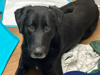 Mixed Breed dogs Meet Cosmo, currently residing in Yorkshire - Advert 10