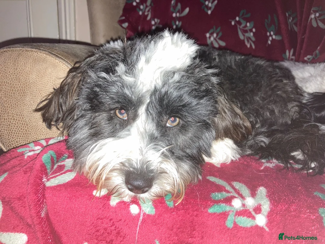 Mixed Breed dogs for sale: Tibbipoo - Advert 18