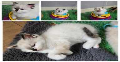 Ragdoll cats - Advert 13