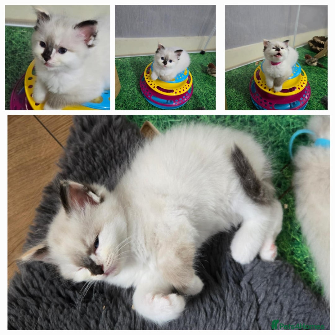 Ragdoll cats for sale: Pure ragdoll kittens for sale - Image 3