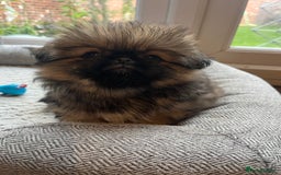 Mixed Breed dogs for sale: Pekingese / Pomeranian puppies for sale - REDUCED  in Leicester - Image 20