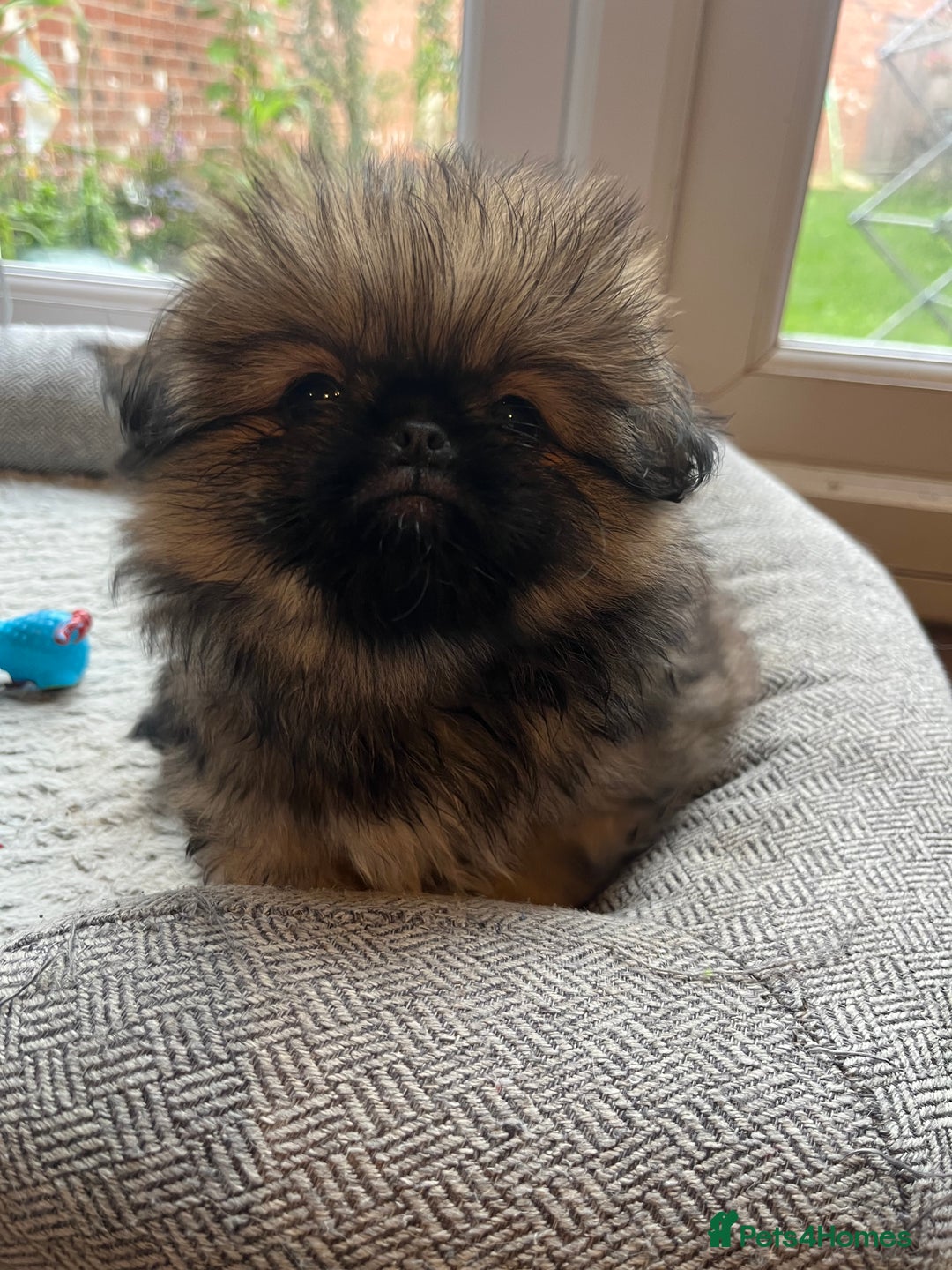 Mixed Breed dogs for sale: Pekingese / Pomeranian puppies for sale - REDUCED  in Leicester - Image 20