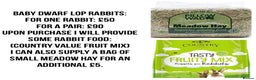 Dwarf Lop rabbits for sale: Baby Dwarf Lop Bunnies - Advert 10