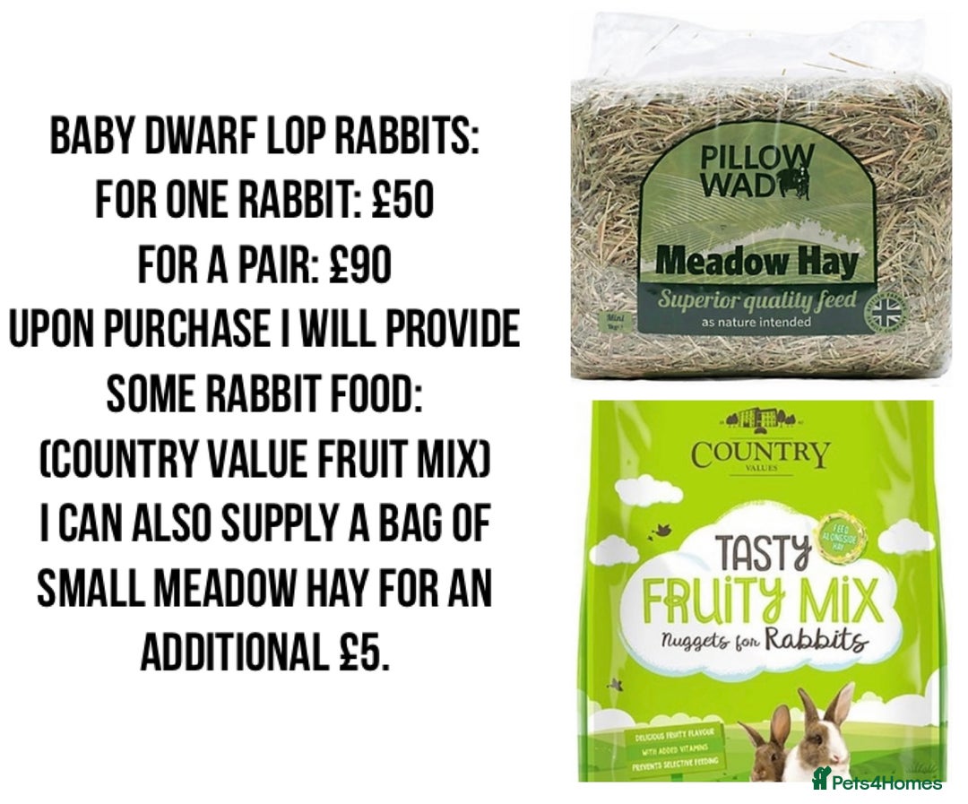 Dwarf Lop rabbits for sale: Baby Dwarf Lop Bunnies - Advert 10