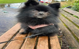 Pomeranian dogs for sale: Luna  - Image 1