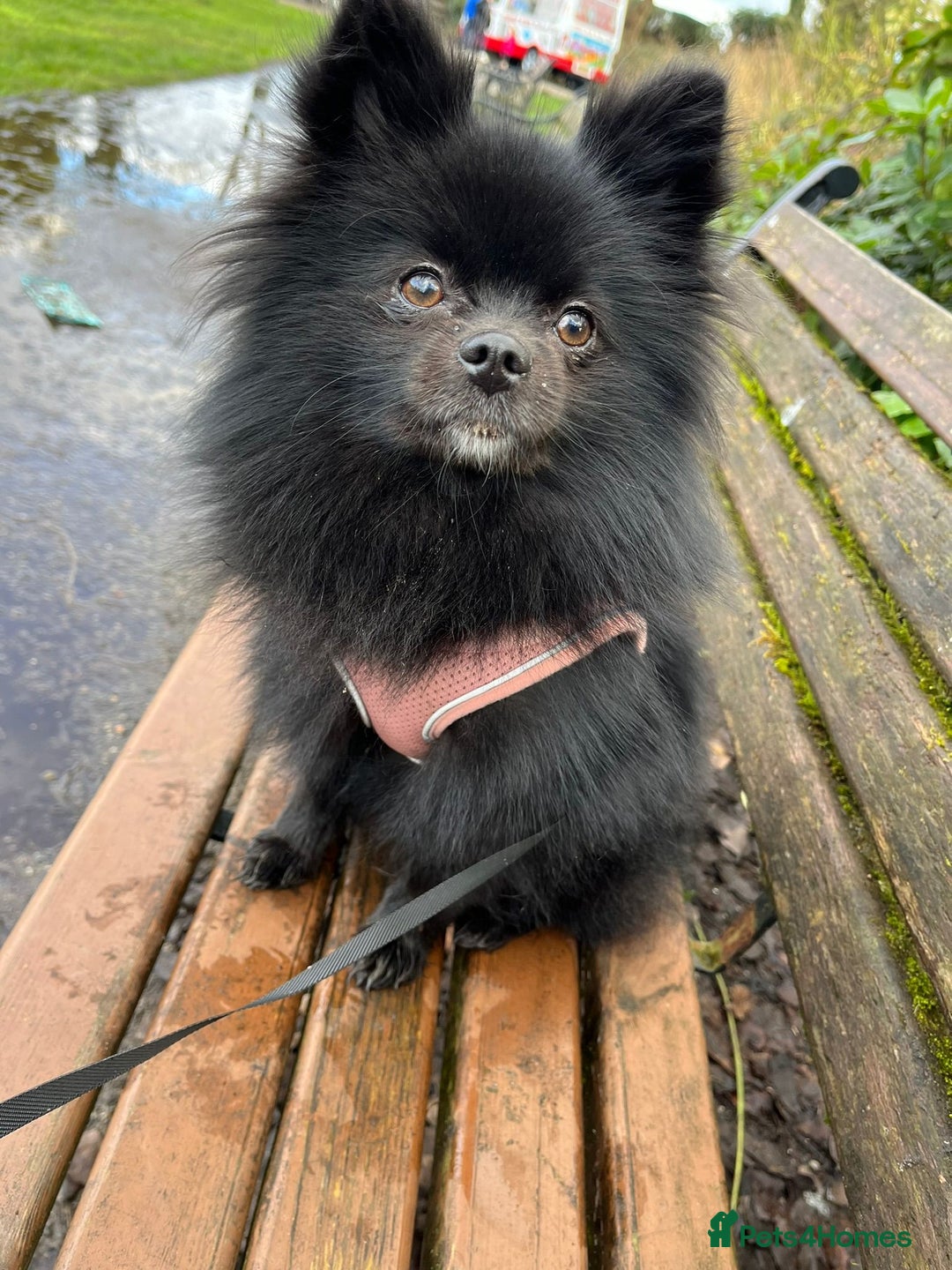 Pomeranian dogs for sale: Luna  - Image 1