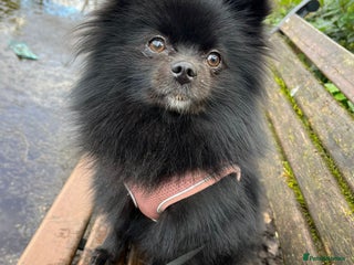 Pomeranian dogs - Advert 1