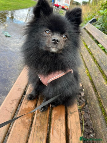 Pomeranian dogs - Advert 1