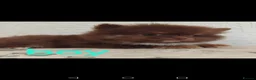Pomeranian dogs for sale: Stunning pomeranian pups - Advert 7