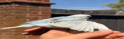 Budgerigars birds for sale: Beautiful Hand-Reared Baby Budgies — - Advert 9
