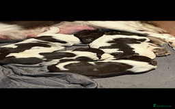 English Springer Spaniel dogs for sale: Exceptional English Springer Spaniels. - Image 7