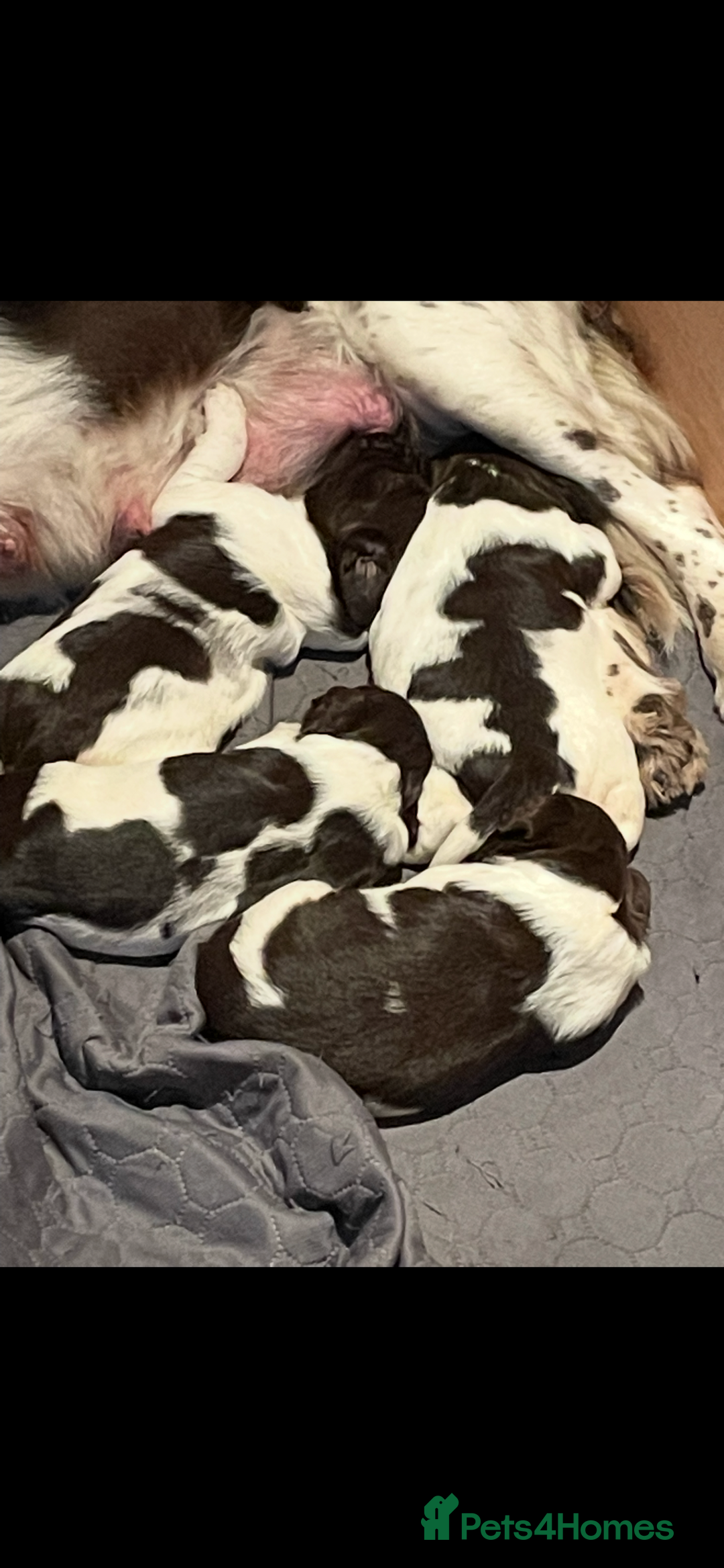 English Springer Spaniel dogs for sale: Exceptional English Springer Spaniels. - Image 7