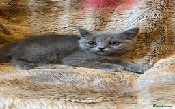 Scottish Fold cats for sale: Scottish fold kittens for sale - Image 6
