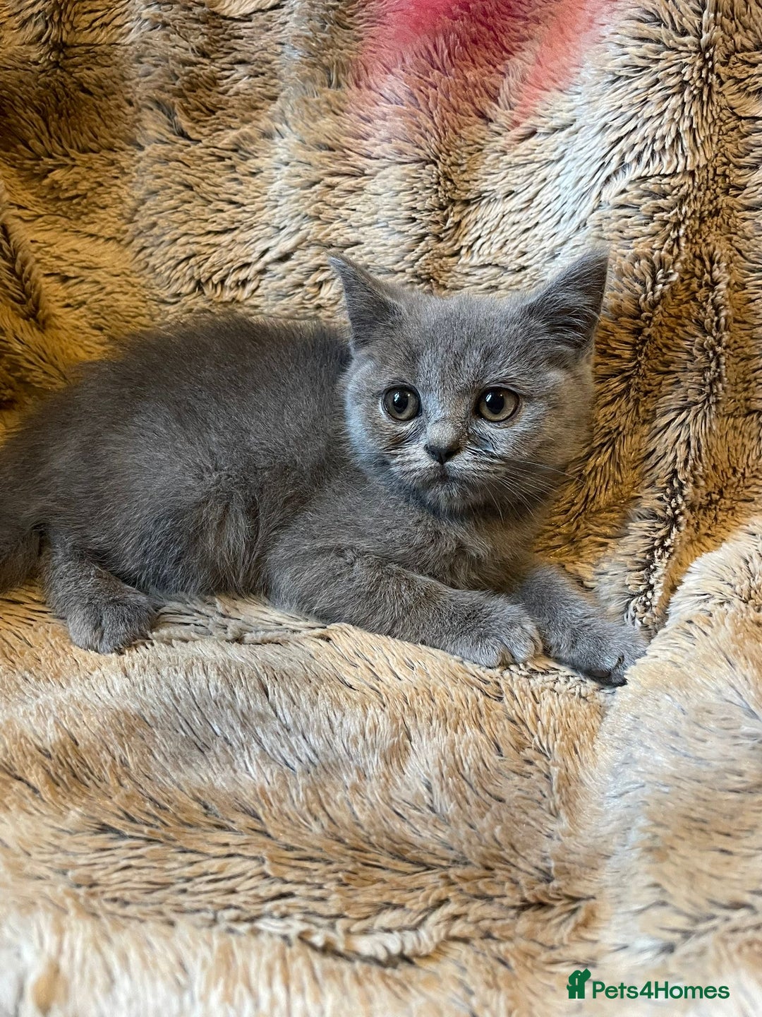Scottish Fold cats for sale: Scottish fold kittens for sale - Image 6
