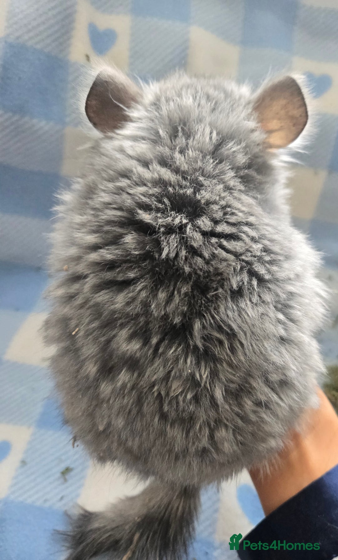Chinchilla rodents for sale: Baby Chinchillas  - Image 3