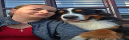 Bernese Mountain Dog dogs for stud: Alina  in ELY - Advert 1