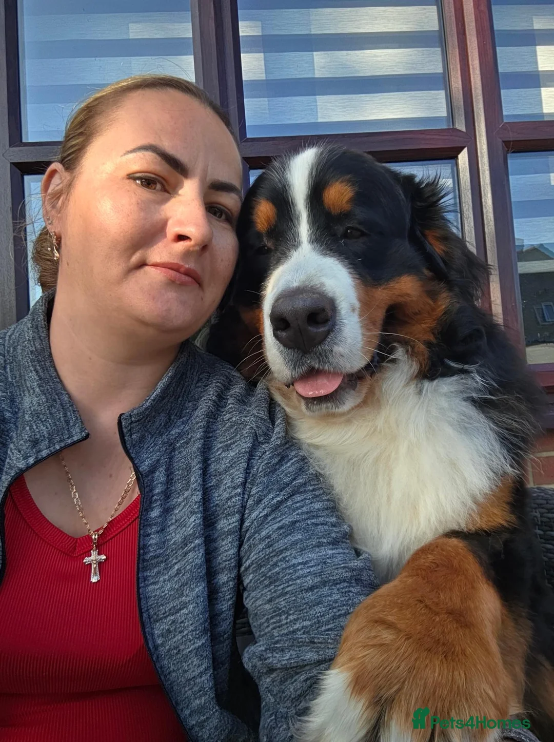Bernese Mountain Dog dogs for stud: Alina  in ELY - Advert 1