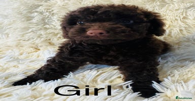 Cockapoo dogs - Advert 8