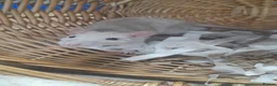 Rat rodents for sale: Pair of Male Rats  - Advert 3