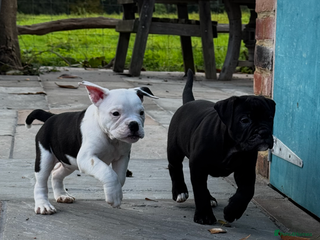 Dorset Olde Tyme Bulldogge dogs - Advert 1