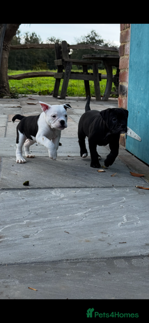 Dorset Olde Tyme Bulldogge dogs - Advert 6
